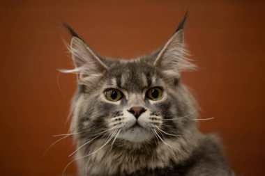 Bir kedinin portresi, Maine Rakunu