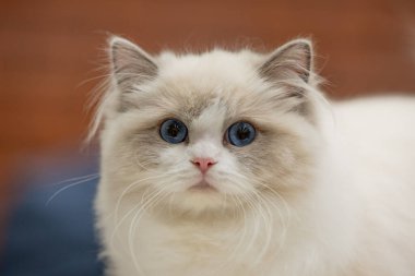 cute cat with blue spots