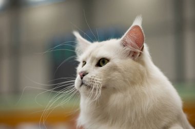 portrait of a white cat in a room