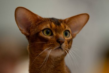 Güzel bir kedinin portresi.