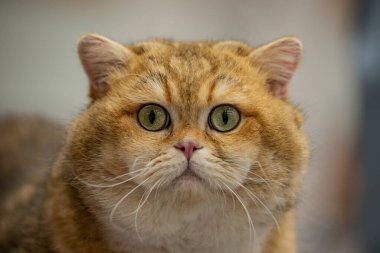 portrait of an orange cat. close - up.