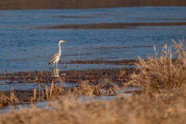 Göl beyaz ak balıkçıl