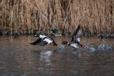Uçan bir çift kuş (Bucephala clurla) ortak y altın gözü