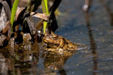 Gölette bir kurbağa.