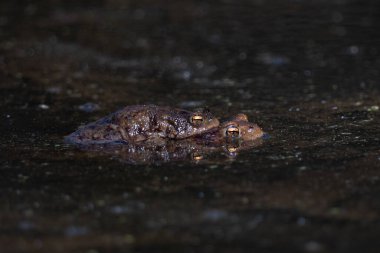 Suda bir kurbağa, iki kurbağa.