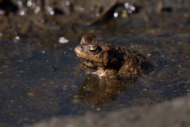 Bataklıktaki Kurbağa