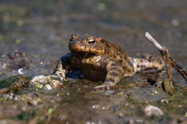 Göletteki sıradan bir kurbağanın yakın plan fotoğrafı.