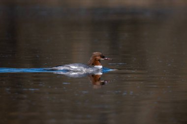 merganser ördeği, doğal bir yaşam alanında