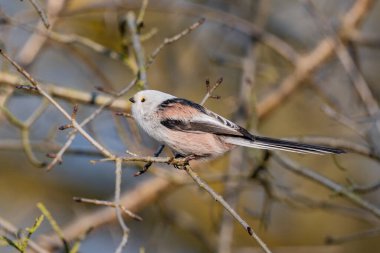  long-tailed tit (Aegithalos caudatus). A closeup shot of a white bird on a branch in the forest during daylight