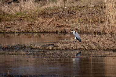 Gölde bir balıkçıl