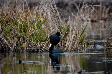 Siyah kanatlı ördek (cythocephalus ruticolus) bataklıkta küçük bir göletin bataklık bölgesinde