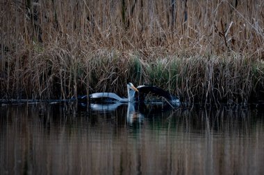 Büyük mavi balıkçıl, lodea dias, uçarken, gölette 