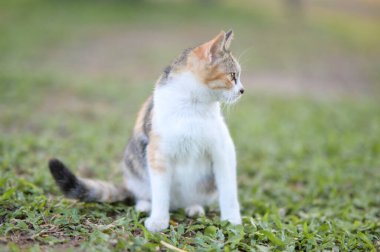 Tekir kedi dışarıda çimlerin üzerinde oturmuş bahçeyi seyrediyor.