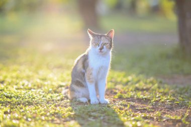 Tekir kedi dışarıda çimlerin üzerinde oturmuş bahçeyi seyrediyor.