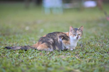 Tekir kedi dışarıda çimlerin üzerinde oturmuş bahçeyi seyrediyor.