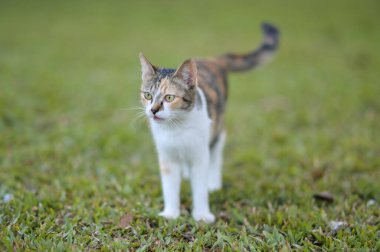 Tekir kedi dışarıda çimlerin üzerinde oturmuş bahçeyi seyrediyor.