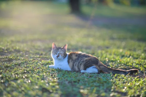 Tabby Cat Sitting Outdoors Nature Grass Watching Garden — Stock Photo, Image