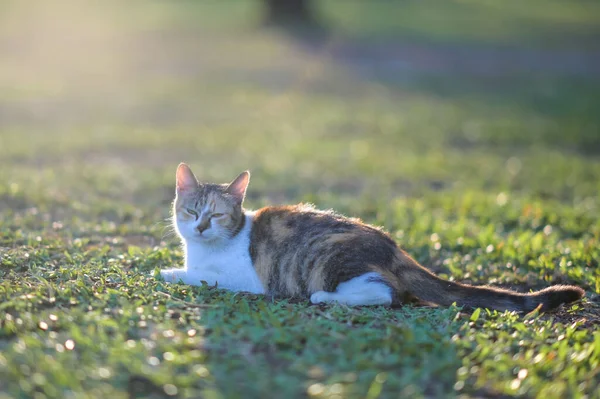 Tabby Cat Sitting Outdoors Nature Grass Watching Garden — Stock Photo, Image