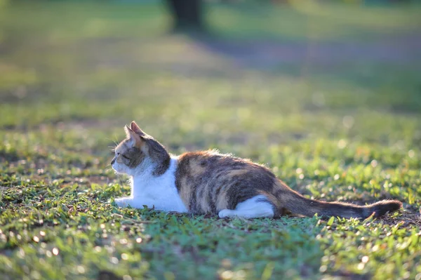 Таббі Кіт Сидить Відкритому Повітрі Природі Траві Спостерігаючи Садом — стокове фото