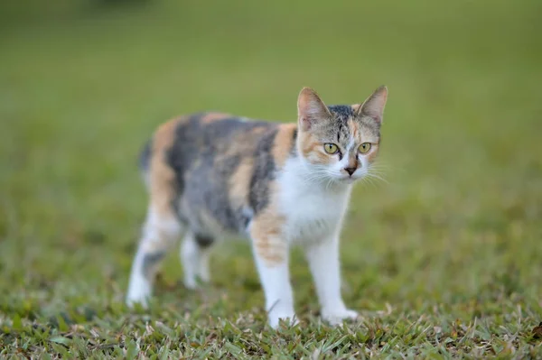 Tabby Γάτα Κάθεται Εξωτερικούς Χώρους Στη Φύση Στο Γρασίδι Βλέποντας — Φωτογραφία Αρχείου