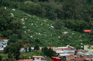 Baharatlı ve baharatlı Mala güveç. Sıcak ve baharatlı.