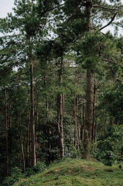 Kıvrımlı asfalt yol, canlı yeşil bir orman boyunca yaz gökyüzünün altında.