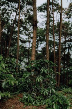 Kahve ağaçları, yemyeşil yapraklar ve renkli bitkiler baharda ormanı kaplar. Ağaçlar ve otlardan oluşan doğal bir tuval..