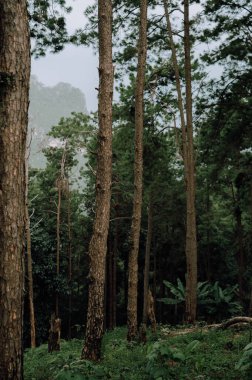 Güneşli bir orman manzarasında çam ağaçları, yazın doğanın yeşil yapraklarını gösteriyor.