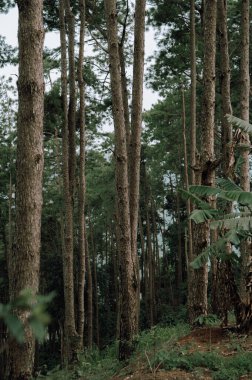 Tayland-Myanmar sınırı hem Tayland hem de Myanmar 'da sel baskınlarını önlemek için sel bariyerleri inşa edildi..