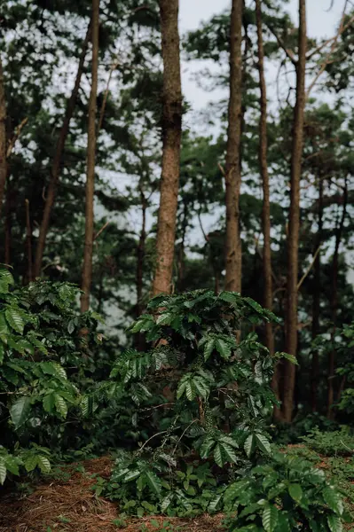 Kahve ağaçları, yemyeşil yapraklar ve renkli bitkiler baharda ormanı kaplar. Ağaçlar ve otlardan oluşan doğal bir tuval..