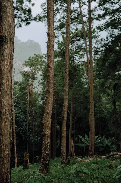 Güneşli bir orman manzarasında çam ağaçları, yazın doğanın yeşil yapraklarını gösteriyor.