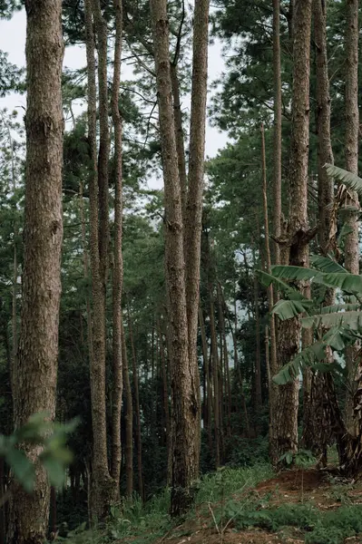 Tayland-Myanmar sınırı hem Tayland hem de Myanmar 'da sel baskınlarını önlemek için sel bariyerleri inşa edildi..