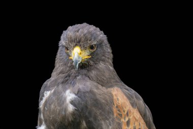 Siyah arka planda yırtıcı kuş