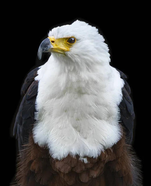African Fish Eagle Czarnym Tle — Zdjęcie stockowe