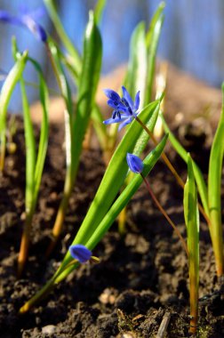 Mavi çiçek ilkbaharda ormanda açar.