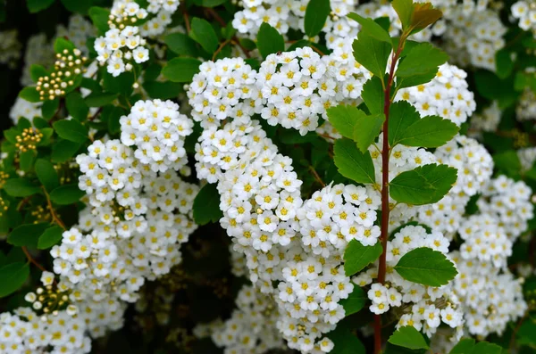 Kis Fehér Spirea Virágok Zöld Levelek Között Ágakon — Stock Fotó