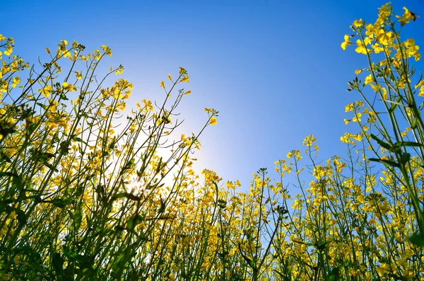 Blooming Rapeseed Field Sunny Sky — Stock Photo, Image