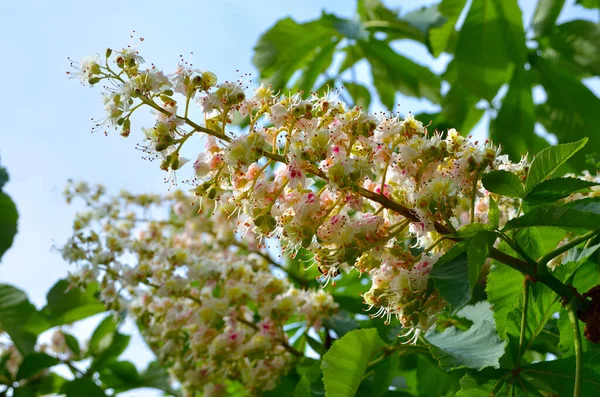 Пишні Білі Каштанові Квіти Серед Зеленого Листя Гілках — стокове фото