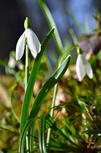 Young Snowdrops Early Spring Forest — Stock Photo, Image