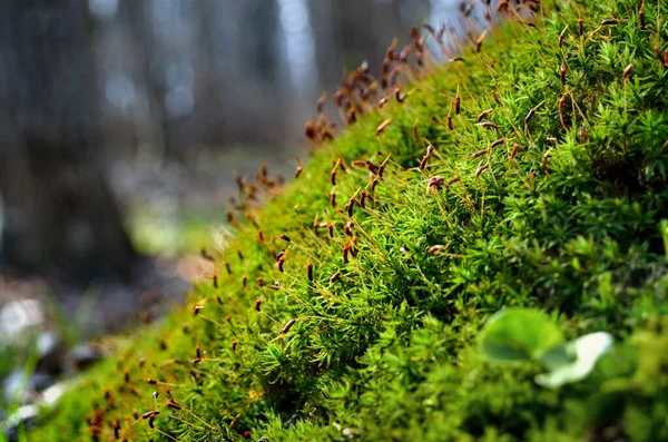 Ung Grön Mossa Skogen Nära Håll — Stockfoto