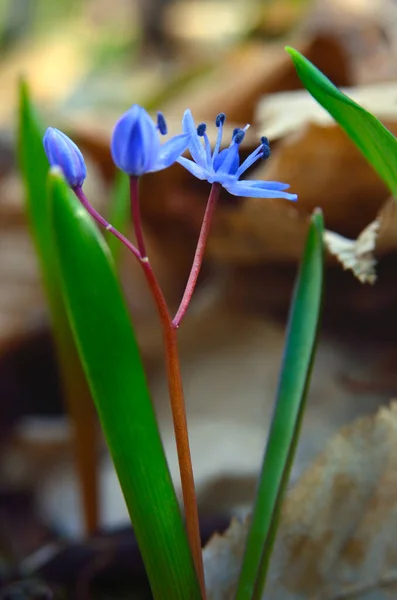 stock image Blue Scilla bifolia blooms in early spring in the forest