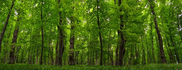 Panorama Jeune Forêt Verte Arbres Fins Végétation Boisée Luxuriante — Photo