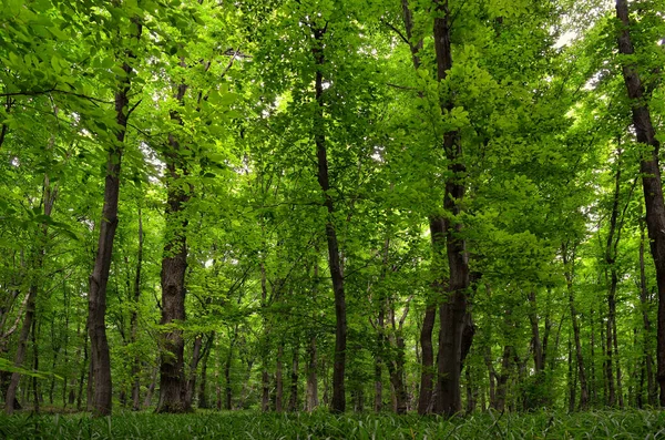 年轻绿林的全景 稀疏的树 茂密的林地植被 — 图库照片