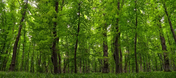 Panorama Des Jungen Grünen Waldes Schlanke Bäume Üppige Waldvegetation Stockbild