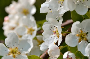 Baharda ağaçların dallarında beyaz çiçekler