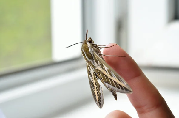 Velký Motýl Sláma Jestřábí Můra Lidském Prstu — Stock fotografie