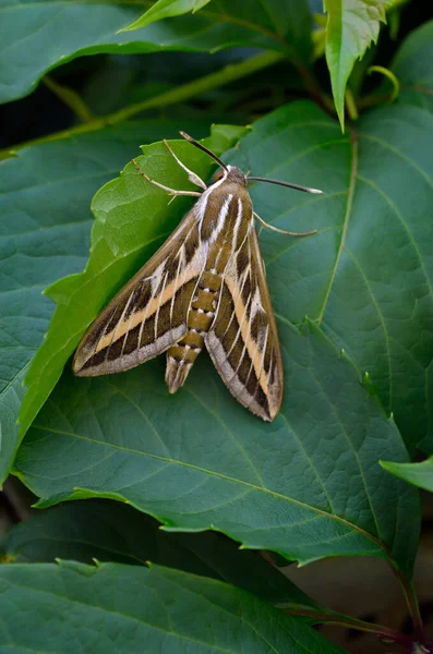 Velký Motýl Sláma Jestřábí Můra Mezi Zelenými Listy — Stock fotografie