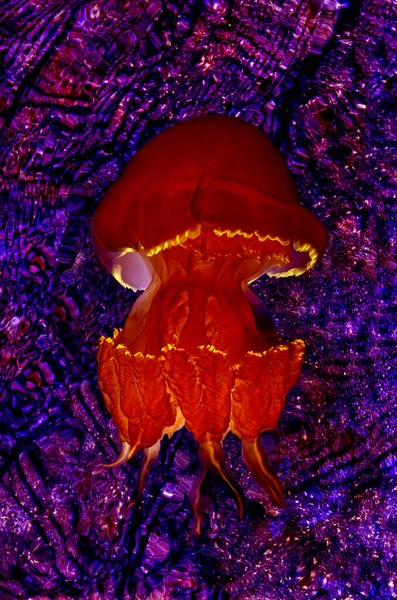 Медузы Дне Океана Цвет Отрицательный — стоковое фото