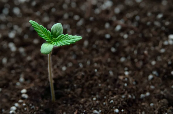 Brotos Jovens Cannabis Crescem Solo Cultivo Cannabis — Fotografia de Stock