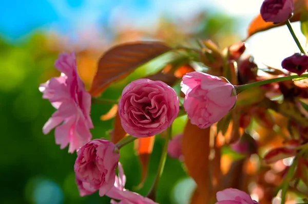 Sakura Flowers Bloom Branches Spring — Stock Photo, Image
